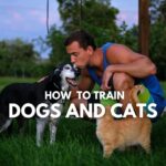 HOW TO TRAIN